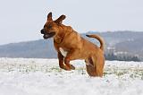 TOSA INU 291